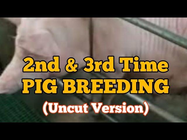 2nd & 3rd Time Pig Breeding.