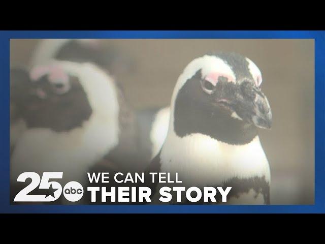 'We can tell their story' Cameron Park Zoo preps Penguins ahead of new exhibit opening