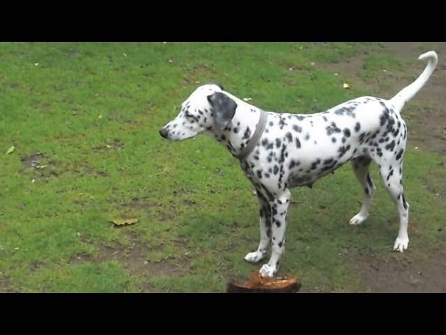 Dalmation dog plays at evening ESK TV