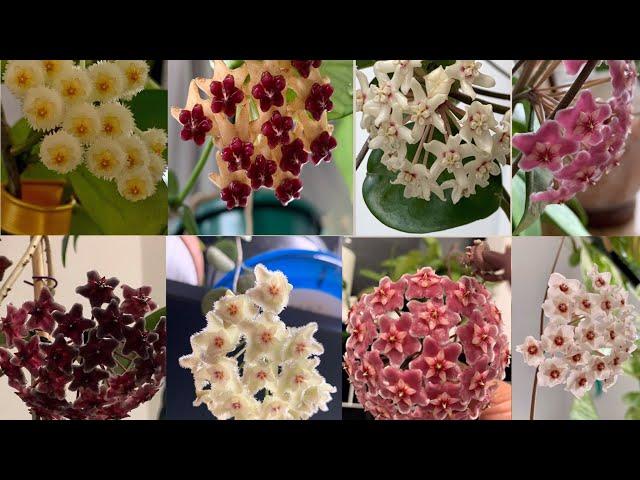 HOYA Plant VARIETIES  with NAMES and its IDENTIFICATION | Hoya COLLECTION and Flowers