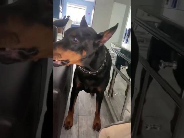 What’s it like EVERY-DAY Living with a Doberman? 🪫  Doberman Dog Funny Videos #shorts #doberman