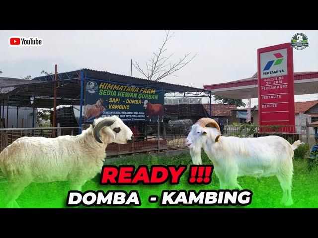 KAMBING & DOMBA QURBAN READY DI LAPAK KRAPYAK PEKALONGAN,  GRATIS ONGKIR & PERAWATAN SAMPAI HARI H