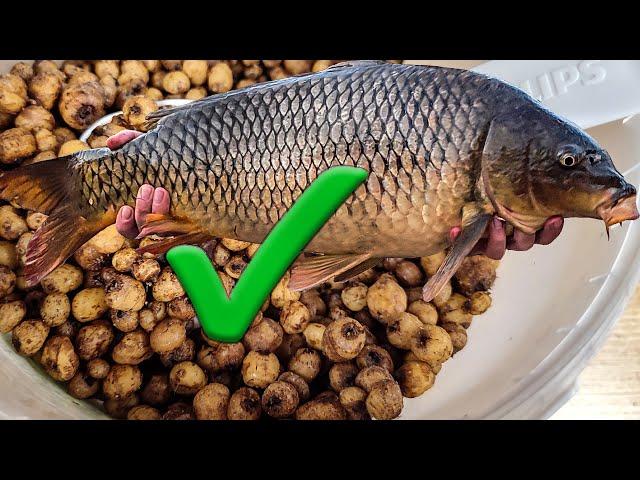 14 minutes! How to cook tiger nuts for fishing. Quick and easy - 100% working method.