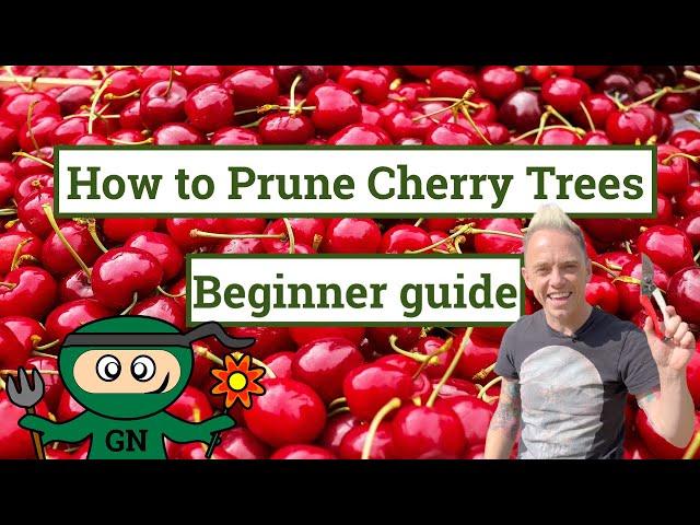 How to prune a cherry tree: AVOID this tree pruning mistake!!!