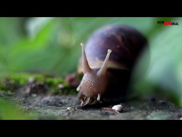 Siput Makan -  Moment Snails Eat