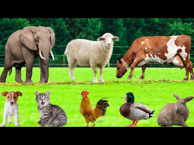 Friendly Farm Animals : Chicken, Cat, Cow, Dog, Sheep, Duck, Rabbit, Squirrel - Farm Animal Sounds