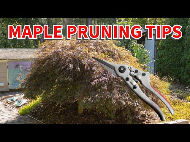 How to prune your garden maple tree into a Niwaki using bonsai techniques.