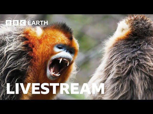  LIVE: Amazing Asian Wildlife | BBC Earth