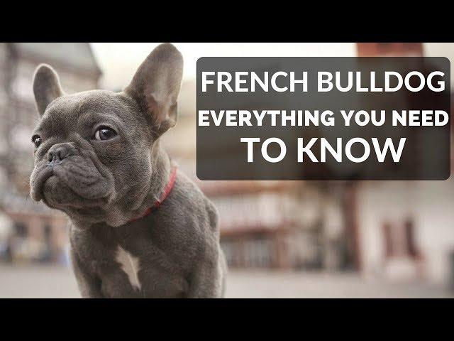 FRENCH BULLDOG 101 - Everything You Need To Know About Owning A French Bull Dog Puppy