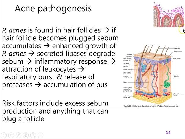 Lecture 12 part 2: Normal skin microbiota