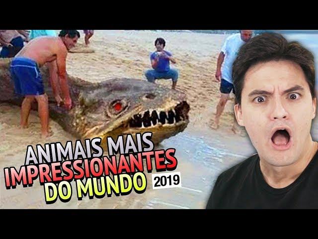 ANIMAIS MAIS IMPRESSIONANTES DO MUNDO [+10]