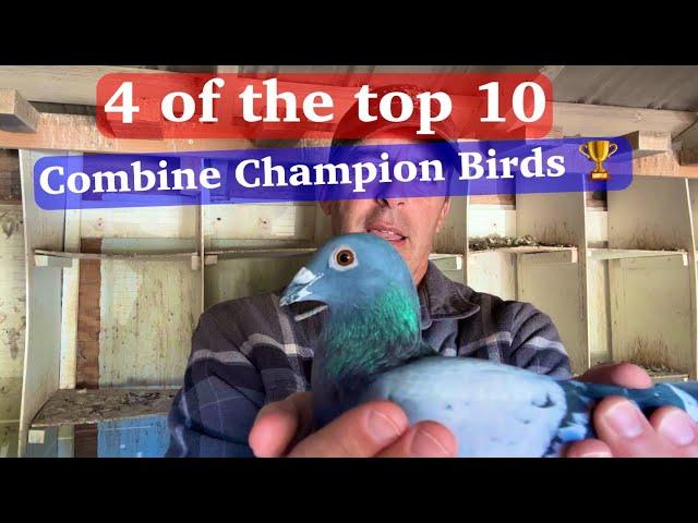 Here are more Champion Racing Pigeons