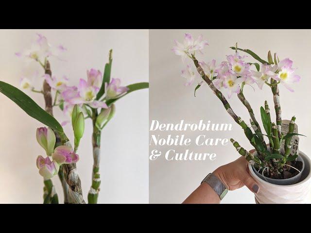 Dendrobium Nobile Care and Culture | How to Handle Winter Rest Period & Get Blooms - 2 Year Update