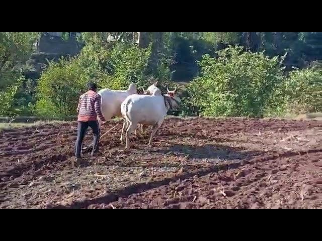 ox race #top ox race brohh...#oxracepunjab #oxraces #shorts #oxraceinharyana #bull #top