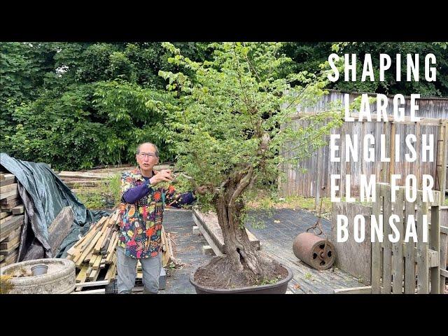 Shaping Huge English Elm Into Bonsai