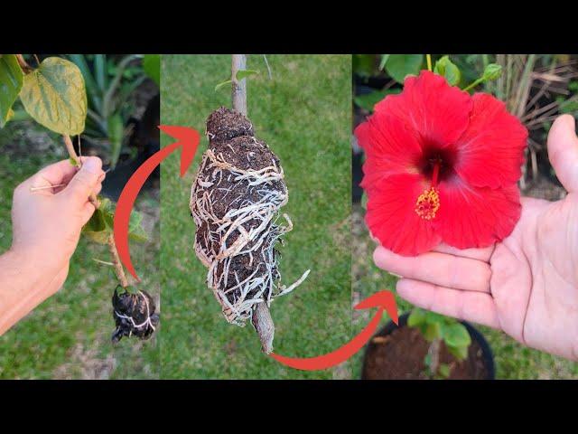 How to Grow Hibiscus Cuttings in 90 Days by Layering