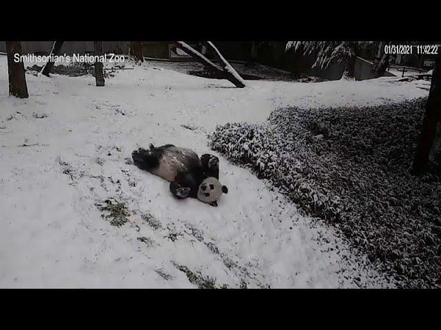 El divertido espectáculo de dos pandas jugando en la nieve