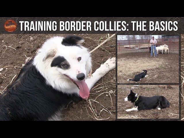 Training Border Collies (The Basics)