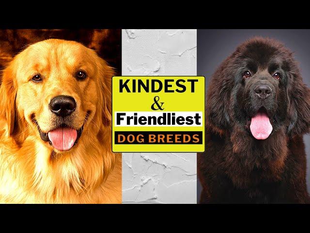 10 Kindest & Friendliest Dog Breeds