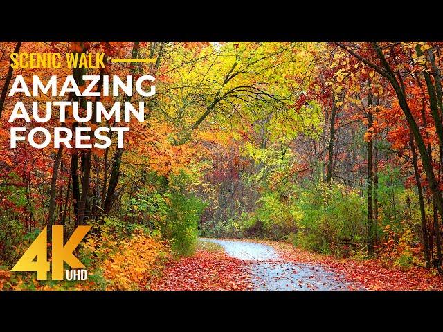 4K Hiking the Beaver Pond Trail - Calm Autumn Forest Walk + Nature Sounds for Immersive Experience