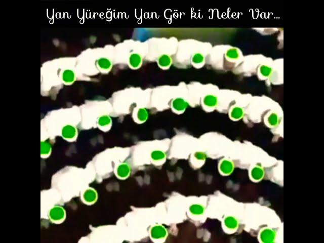 Yan Yüreğim Yan Gör ki Neler Var...