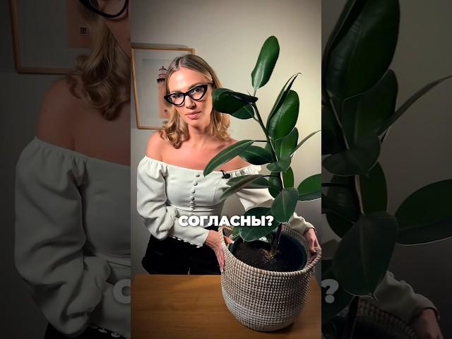 Не платите за цветочный горшок️ #цветы #комнатныерастения #растения #дизайнинтерьера #кашпо