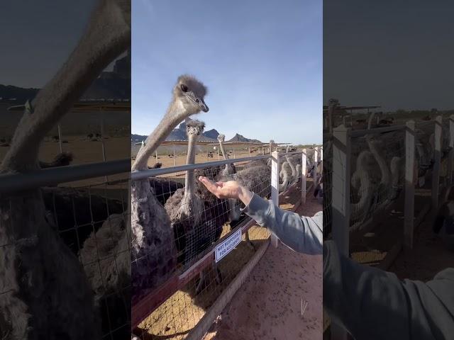 Feeding the world's largest bird by hand! Find out…#ostrich #birds #viral