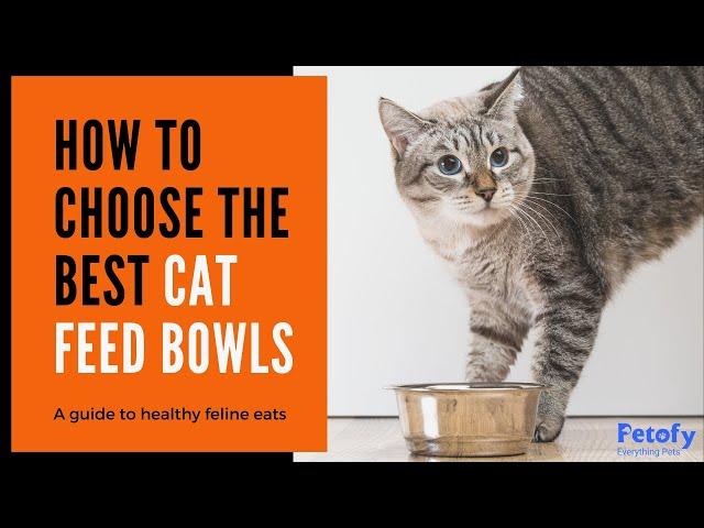 How to choose the Best Cat Food Bowl For Your Cat | Types of Cat Bowls | Petofy