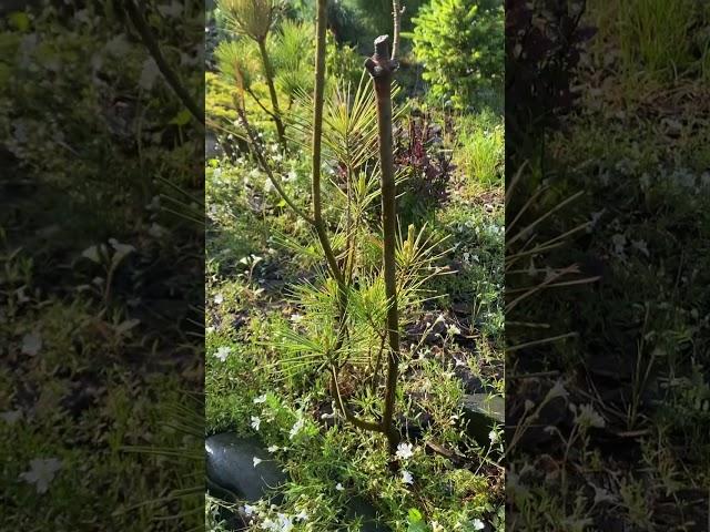 Pinus wallichiana "Densa Hill" в Сибири. Жизнь  дерева в суровых сибирских условиях. 15.06.25.