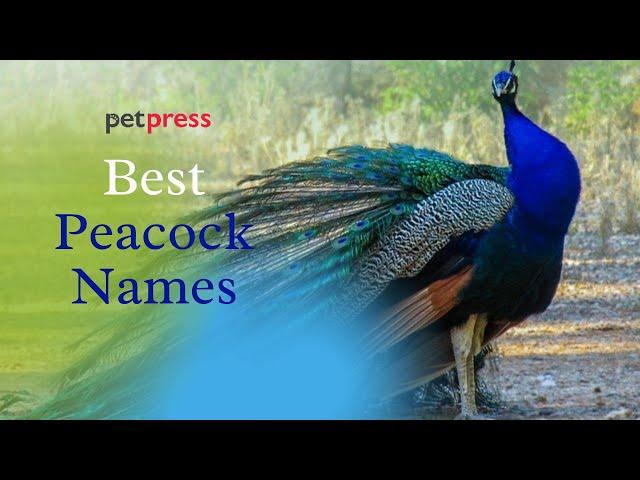 Best Peacock Names – Inspiring Name Ideas For Your Pet Peacock