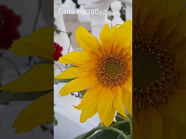Без тебя, как без воздуха... ️