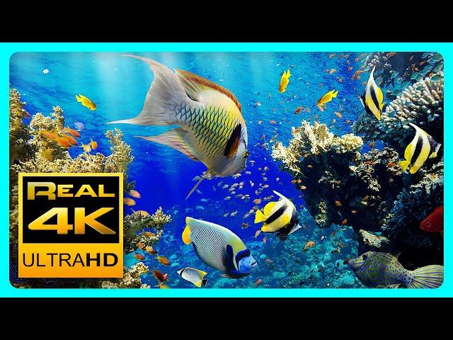 The Best 4K Aquarium for Relaxation II  Relaxing Oceanscapes - Sleep Meditation 4K UHD Screensaver