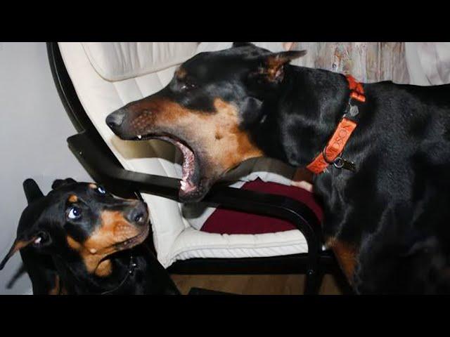 Doberman is the Funniest Dog That Will Make You Laugh! Best Dog Compilatio