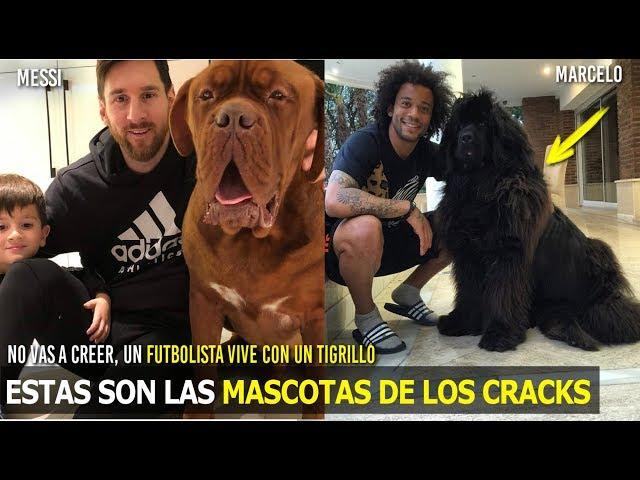 ASÍ SON LAS ÍNCREIBLES MASCOTAS DE LOS FUTBOLISTAS, VIVEN MEJOR QUE TU Y YO , LA 4 ES UN TIGRILLO