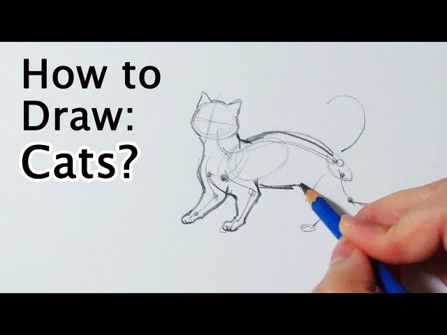 How to Draw Cats? Full body Tutorial