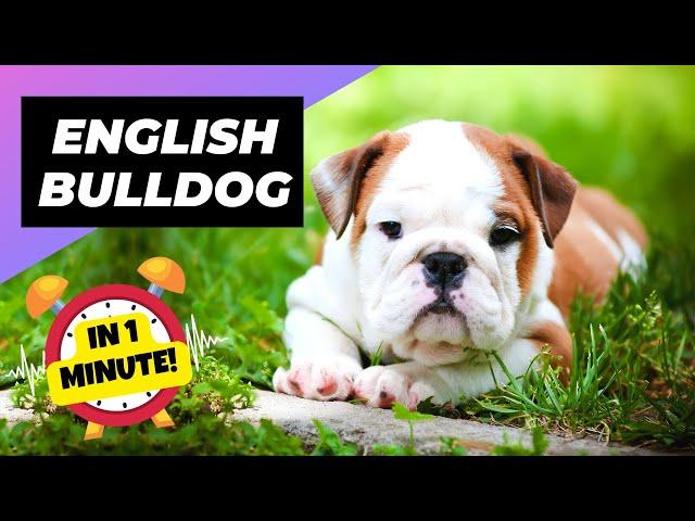 English Bulldog - In 1 Minute!  One Of The Laziest Dog Breeds In The World | 1 Minute Animals