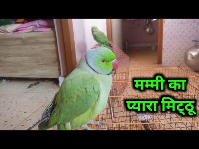 Parrot Talking Mummy Mummy _ Mitthu Ki Pyaari Bate _ Mummy Ka Pyaara Mitthu _ 