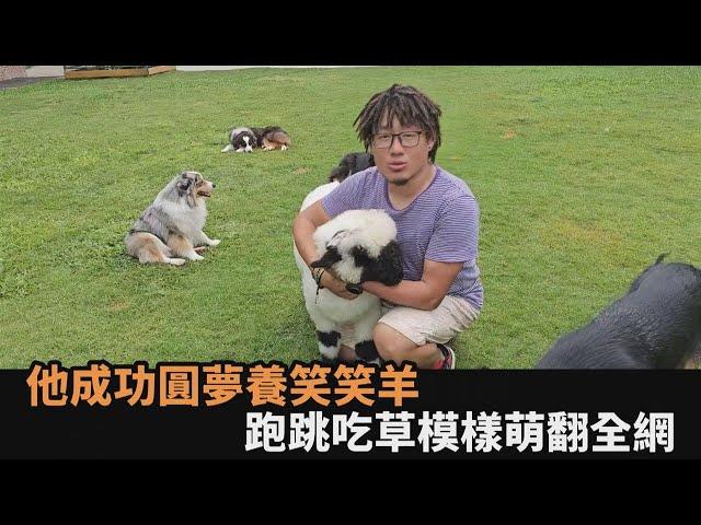 可愛到無法自拔！他成功圓夢飼養「笑笑羊」　跑跳吃草模樣萌翻全網－全民話燒