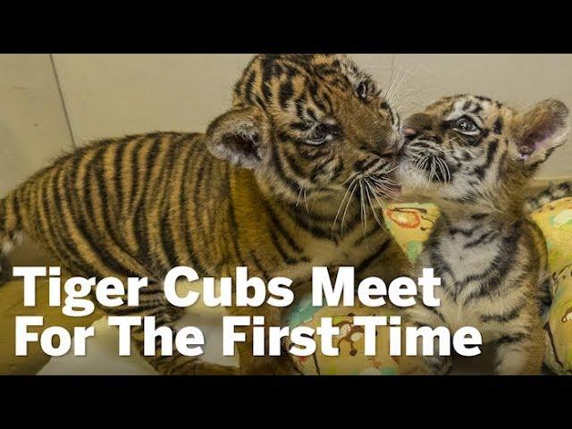 Tiger Cubs Meet For The First Time | San Diego Union-Tribune