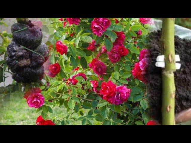 how to air layering rose plant roots 100℅easy method coco peat soil air layering at home