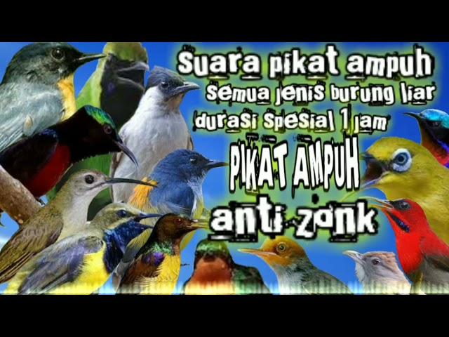 suara pikat ampuh semua jenis burung liar durasi spesial 1 jam || suara pikat ampuh burung kecil