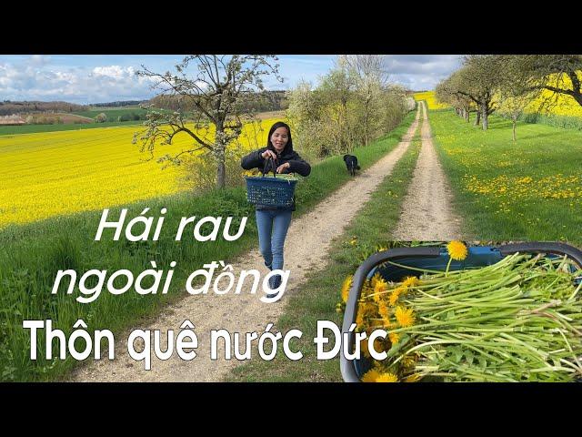 Theo chồng đi hái rau ngoài ruộng. Thôn quê nước Đức đẹp như tranh | Cuộc sống ở Đức