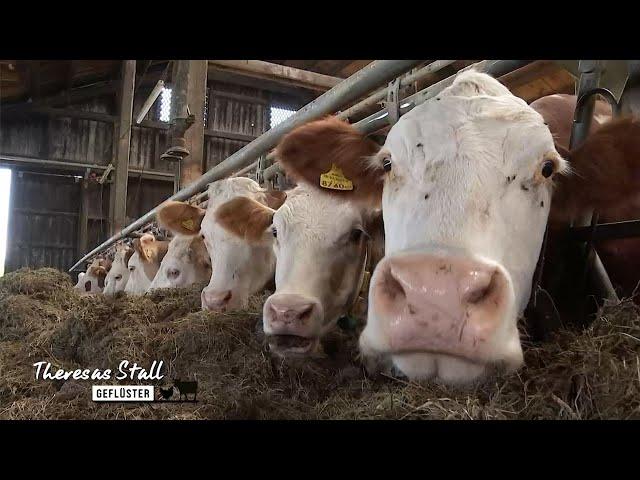 Silage-Ballen: So entsteht „Kuh-Sauerkraut“