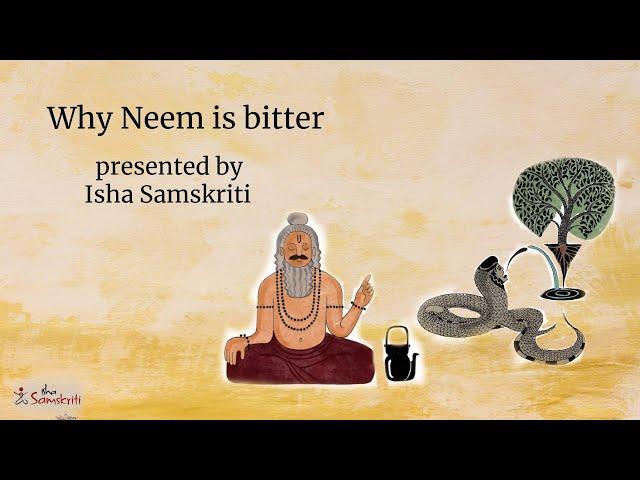 Why Neem is bitter