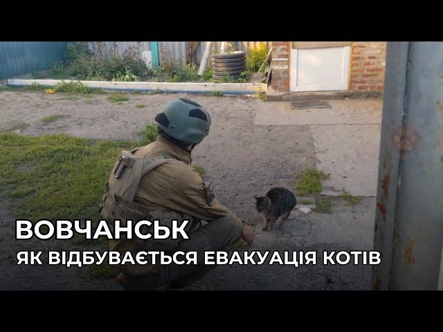 ВОВЧАНСЬК | Як відбувається евакуація наляканих від обстрілів котів | Евакуація тварин