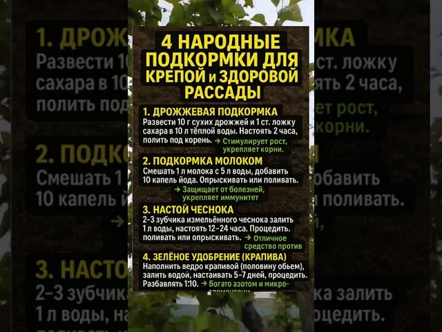 4 ПРОСТЫЕ ПОДКОРМКИ ДЛЯ РАССАДЫ БЕЗ ХИМИИ 