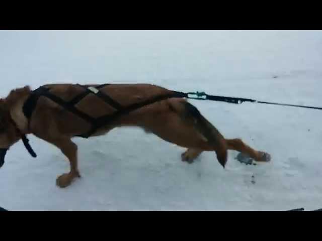 Pratique de traineau à chien avec Rex