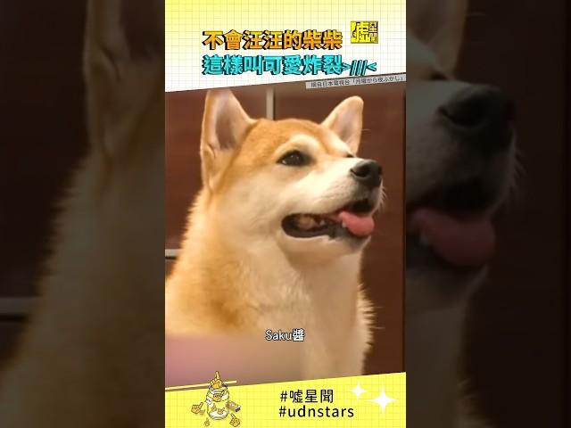 不會 #汪汪 的 #柴柴 這樣叫！可愛炸裂 #柴犬 #shiba #寵物 #汪星人