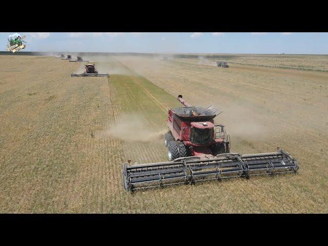 Wheat Harvest 2023 near Tribune Kansas with Paplow Harvesting