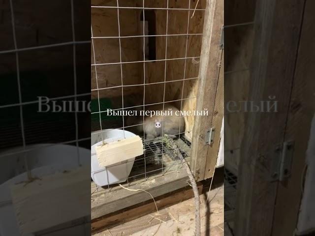 Кролик 20 дней , вышел из гнезда